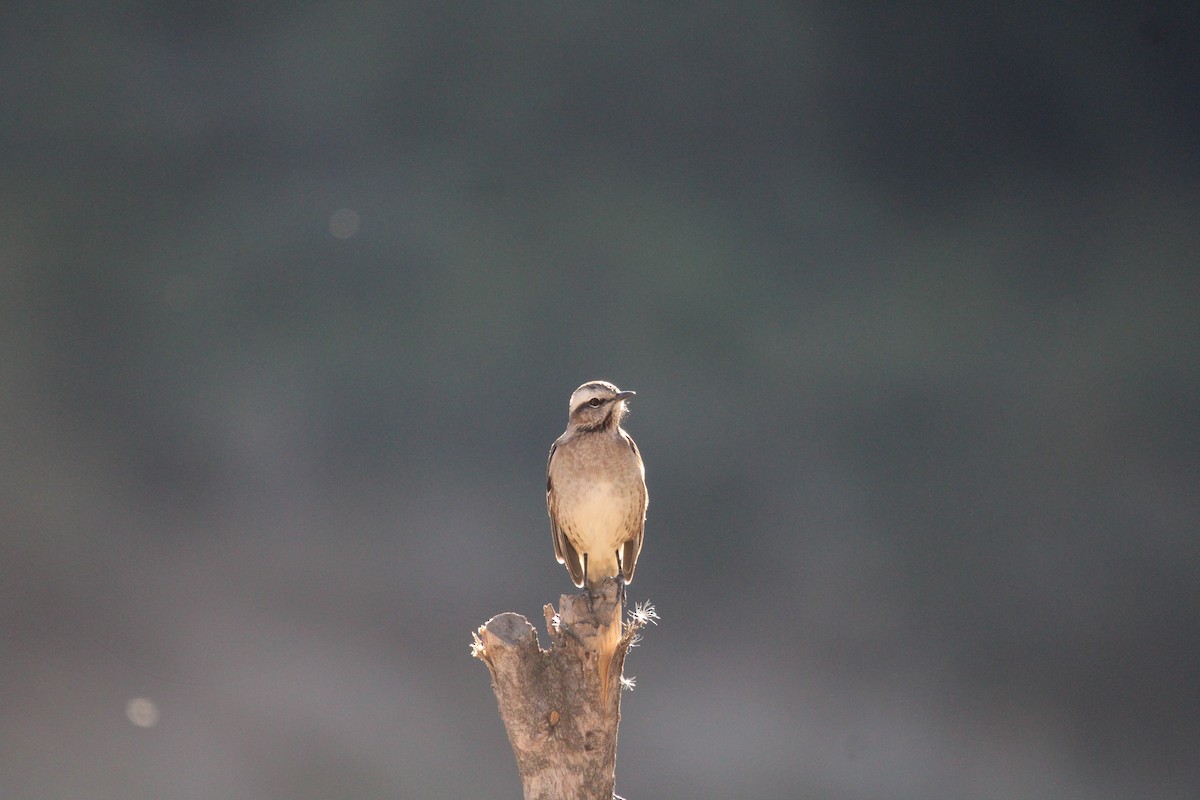 Chilean Mockingbird - Armando Aranela