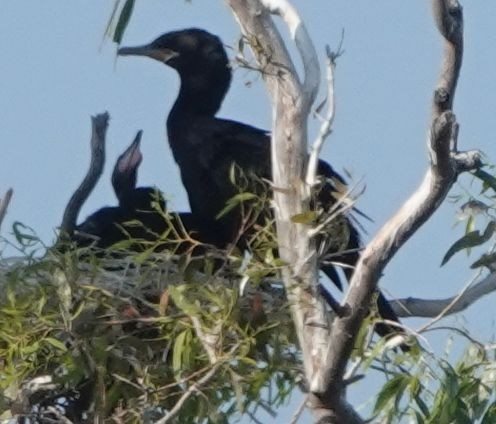 Neotropic Cormorant - Brad Rumble