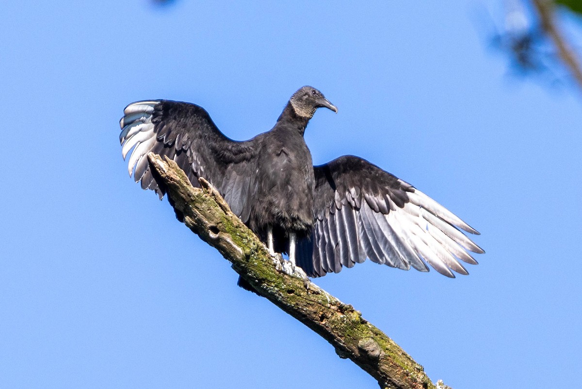 Black Vulture - Brad Everhart