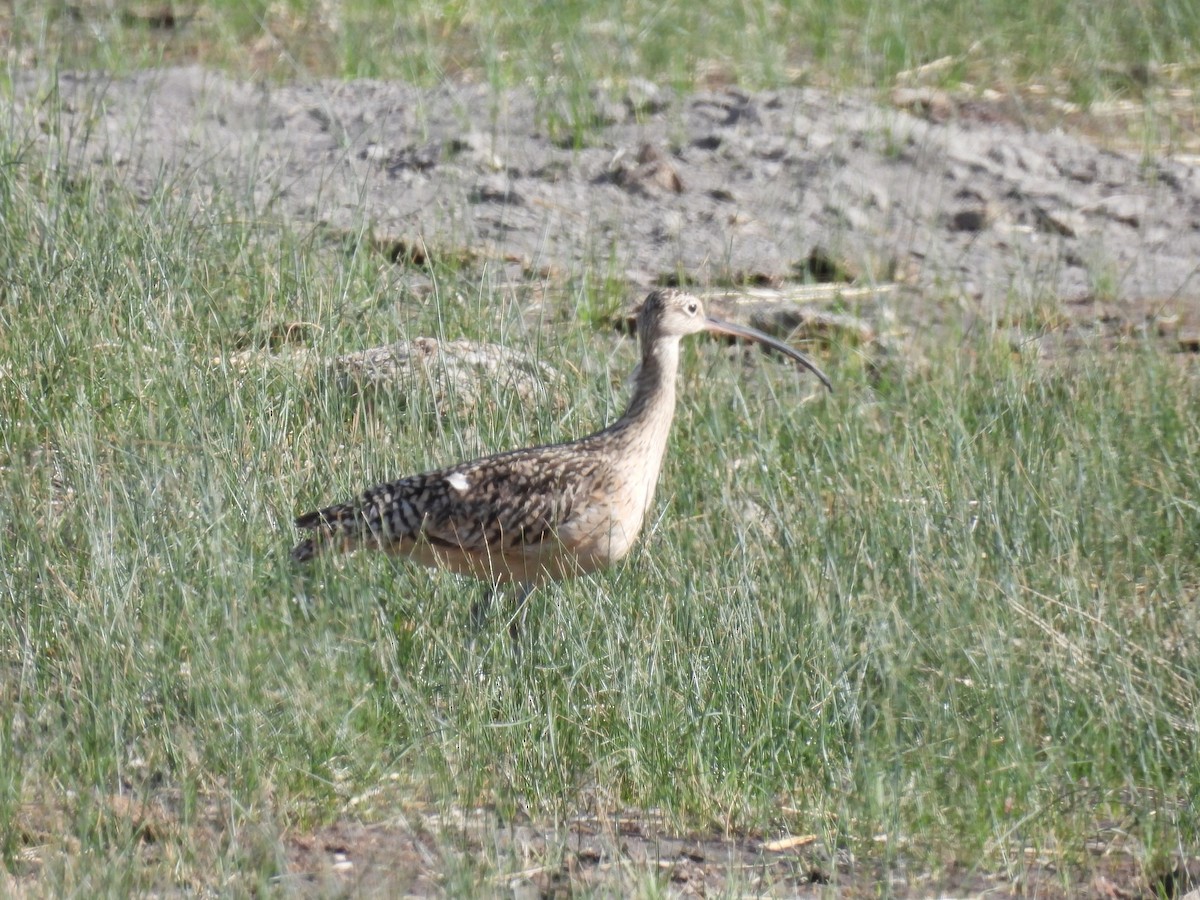 Long-billed Curlew - ML619329893