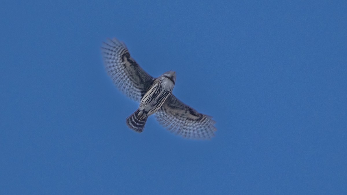 Northern Pygmy-Owl - chef Ito