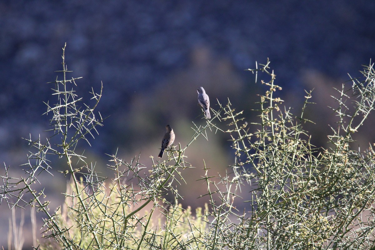 Diuca Finch - Armando Aranela