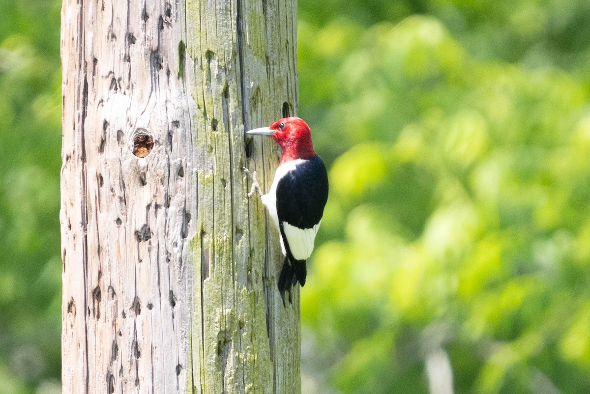 Red-headed Woodpecker - Brad Everhart