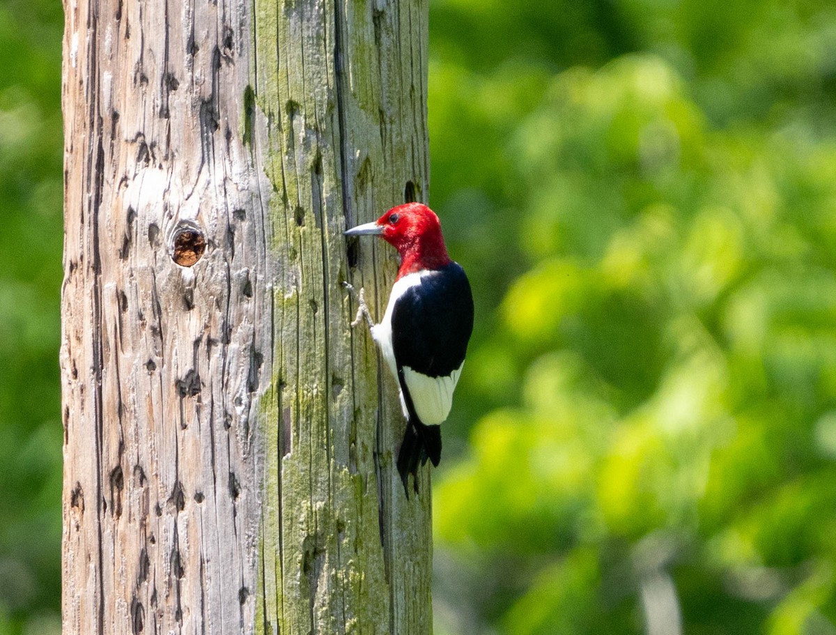 Red-headed Woodpecker - Brad Everhart