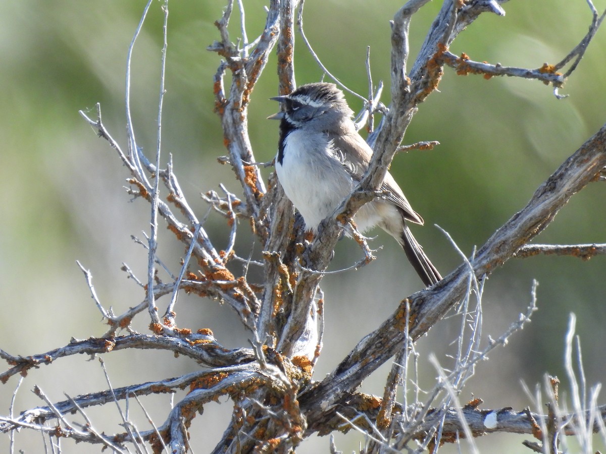 Black-throated Sparrow - Tina Toth