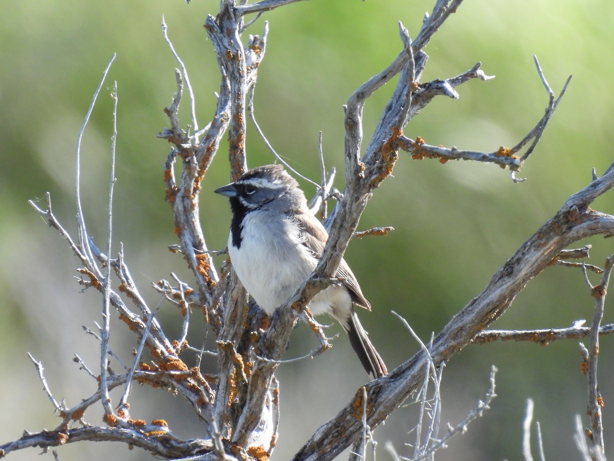 Black-throated Sparrow - Tina Toth