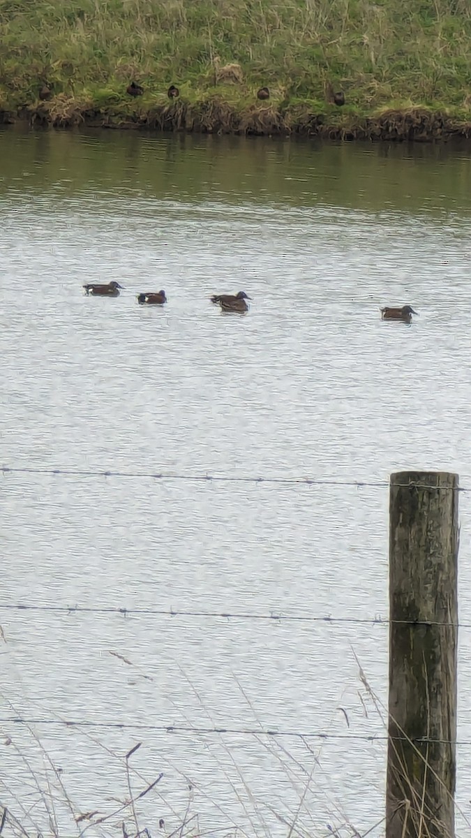 Australasian Shoveler - Max Norman