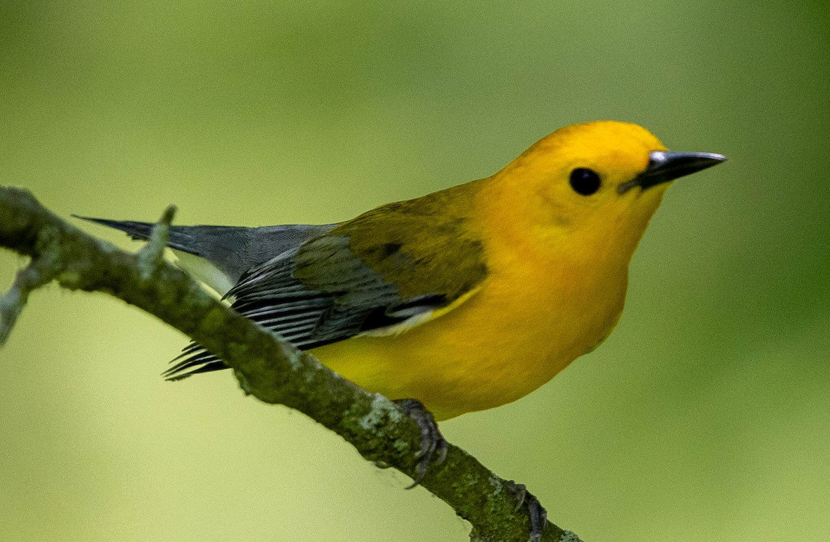 Prothonotary Warbler - Brad Everhart