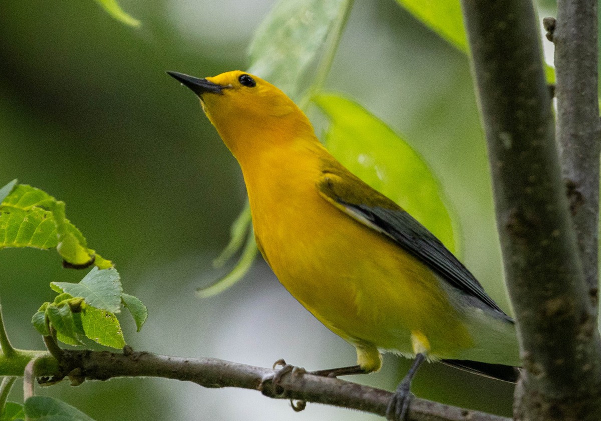 Prothonotary Warbler - Brad Everhart