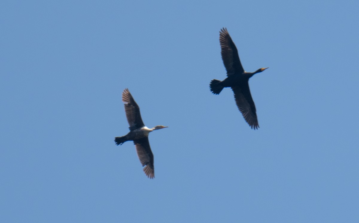 Double-crested Cormorant - Colin McGregor