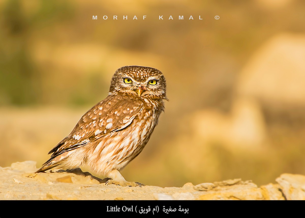 Little Owl - Morhaf Kamal