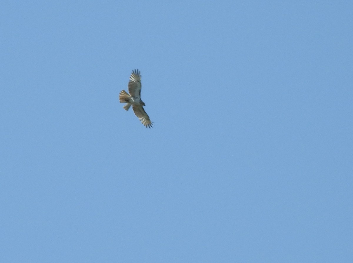 Red-tailed Hawk - Andy McGivern