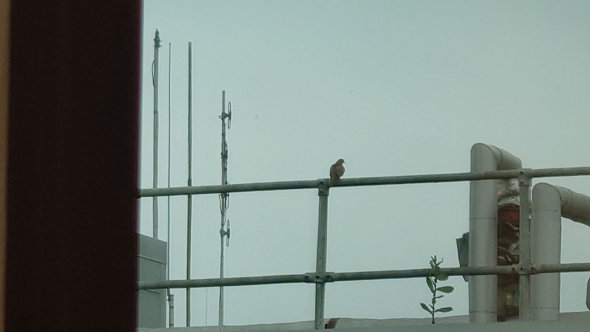 Laughing Dove - ML619329987