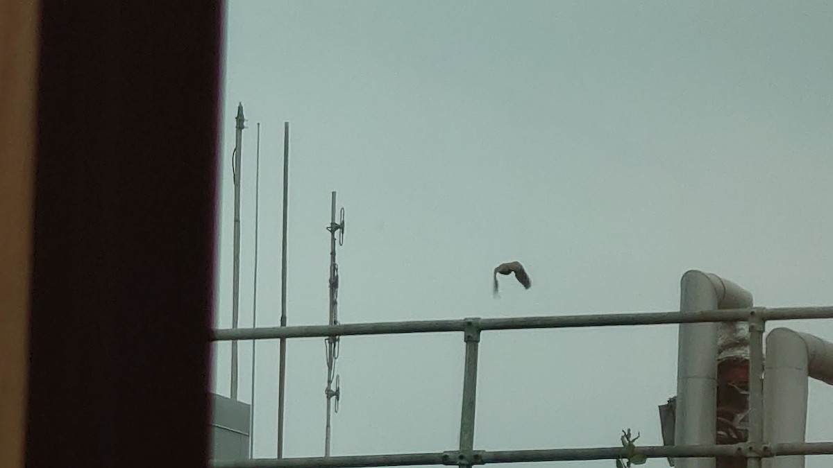 Laughing Dove - ML619329993