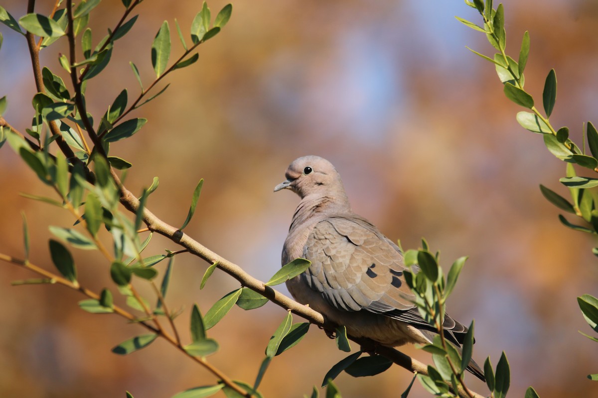 Eared Dove - Armando Aranela