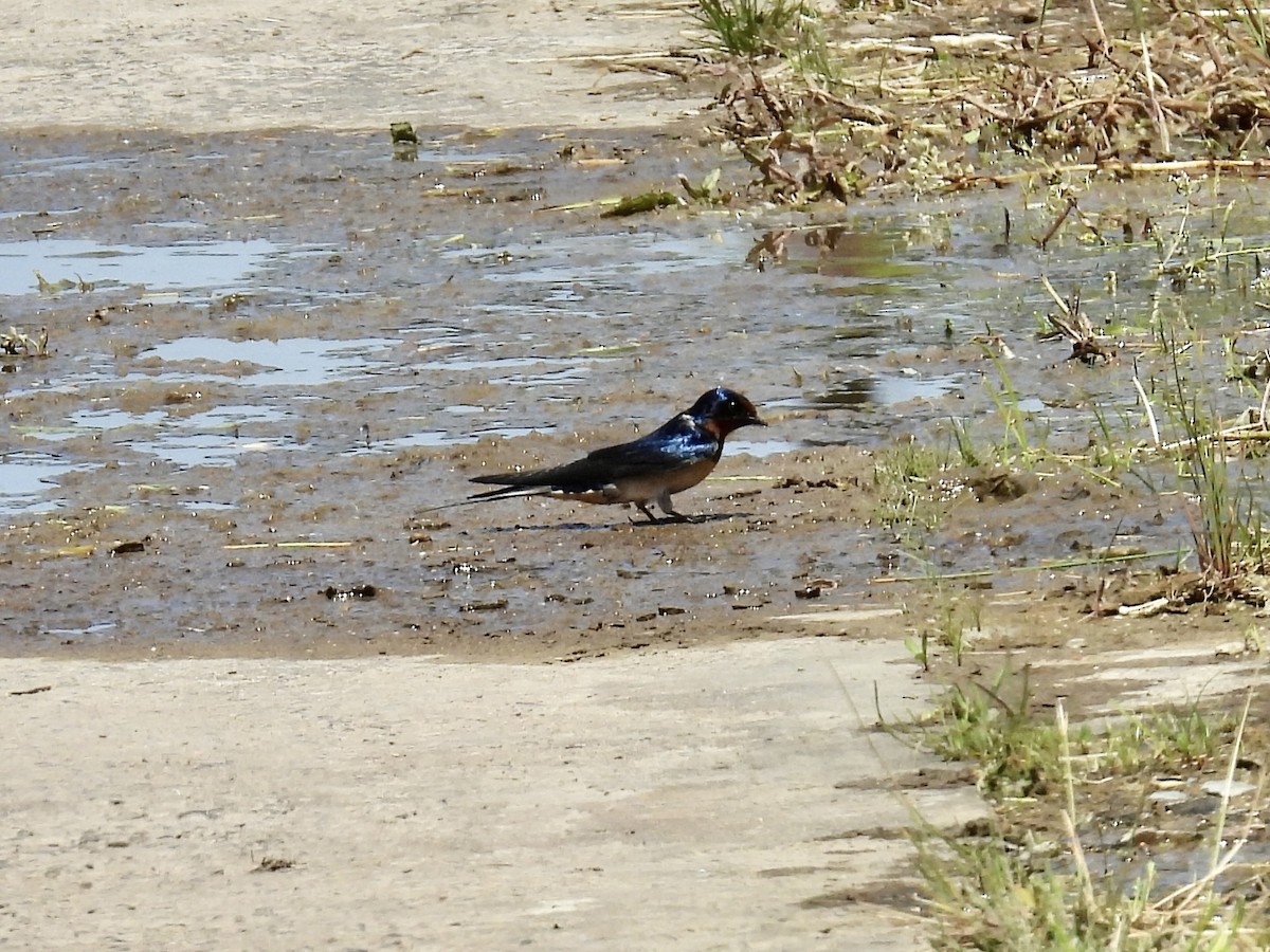 Barn Swallow - Stan Arnold