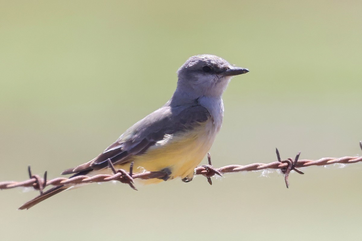 Western Kingbird - Garrett Lau