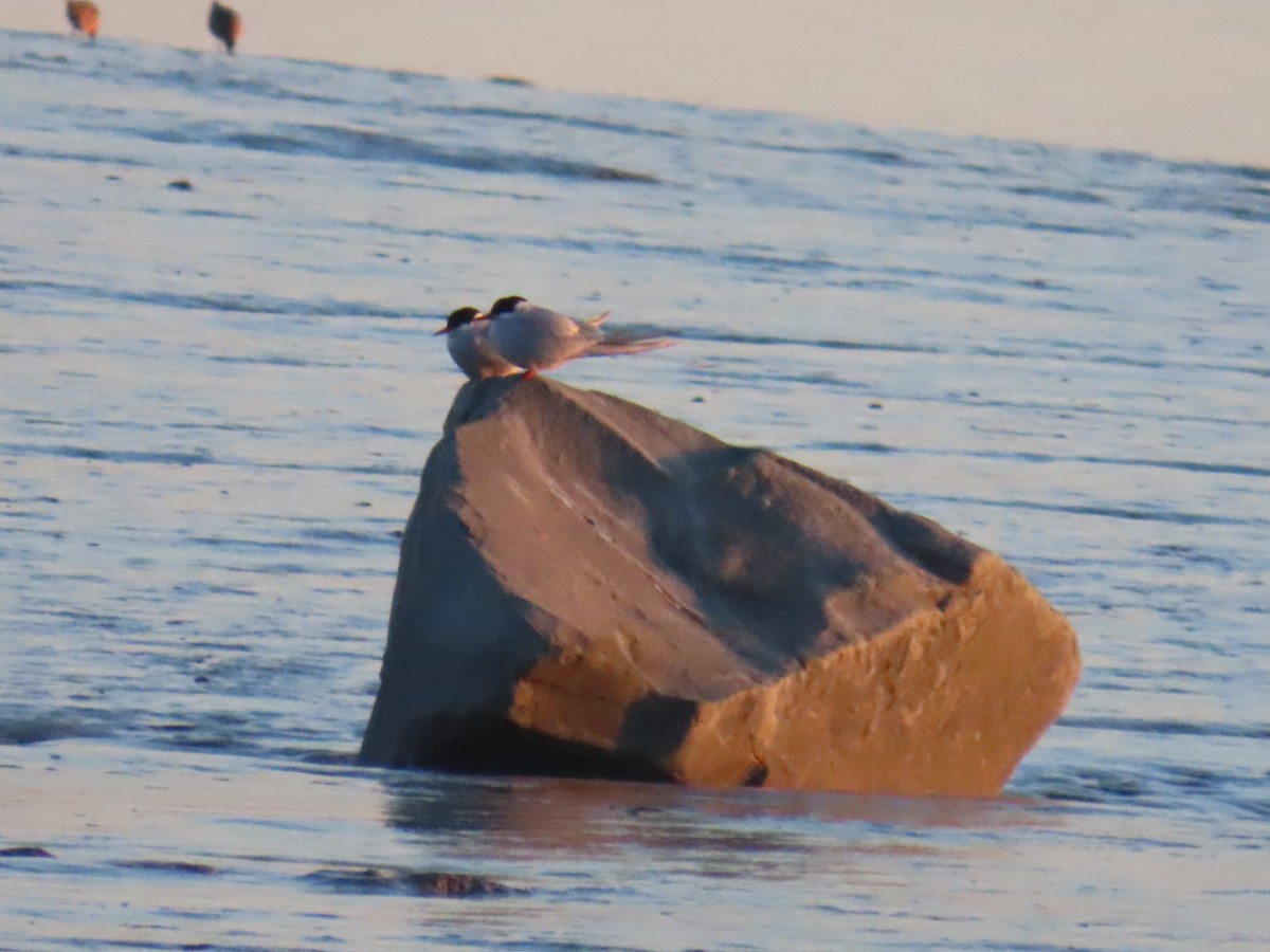 Arctic Tern - ML619330065