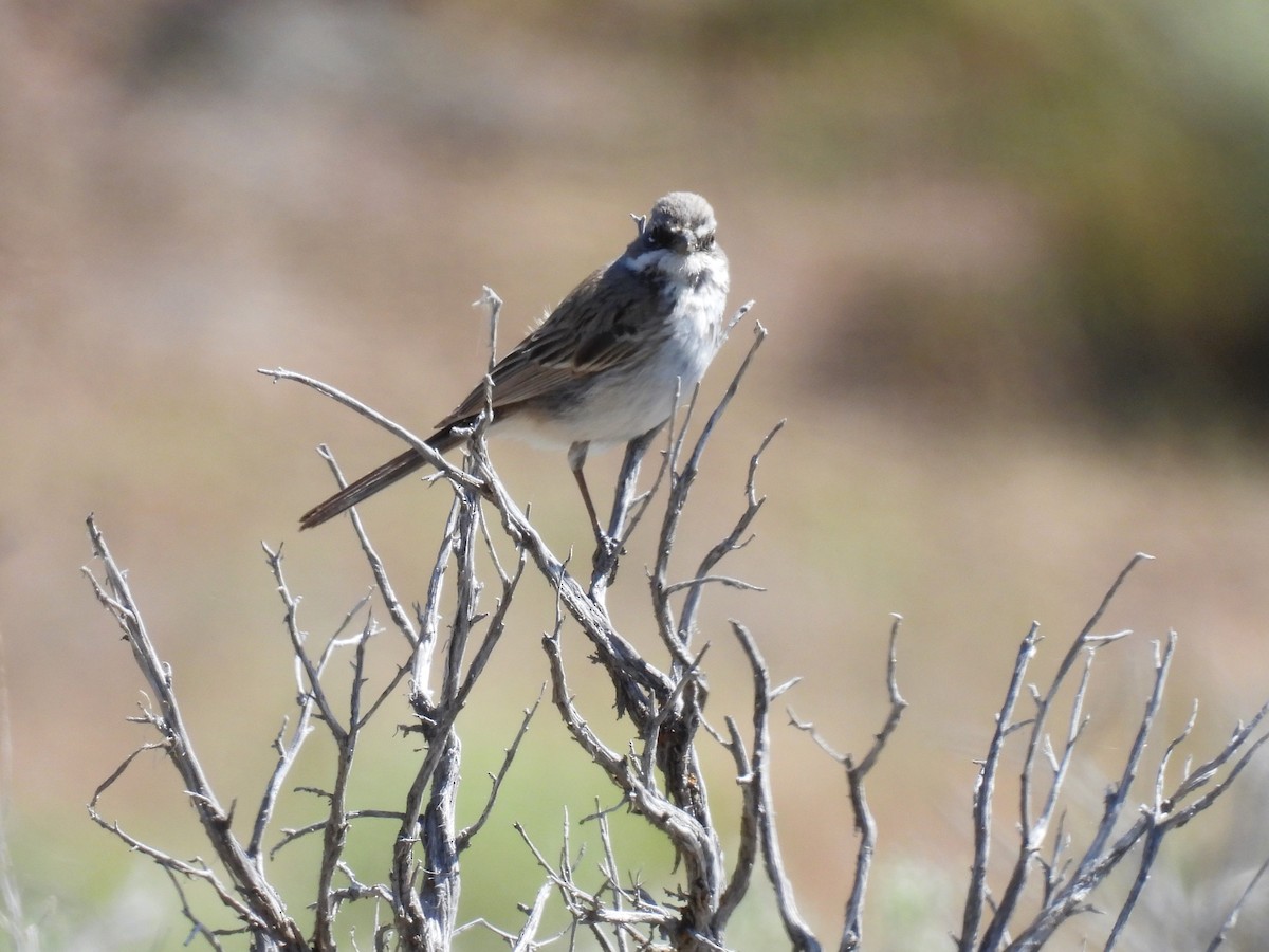 Sagebrush Sparrow - Tina Toth