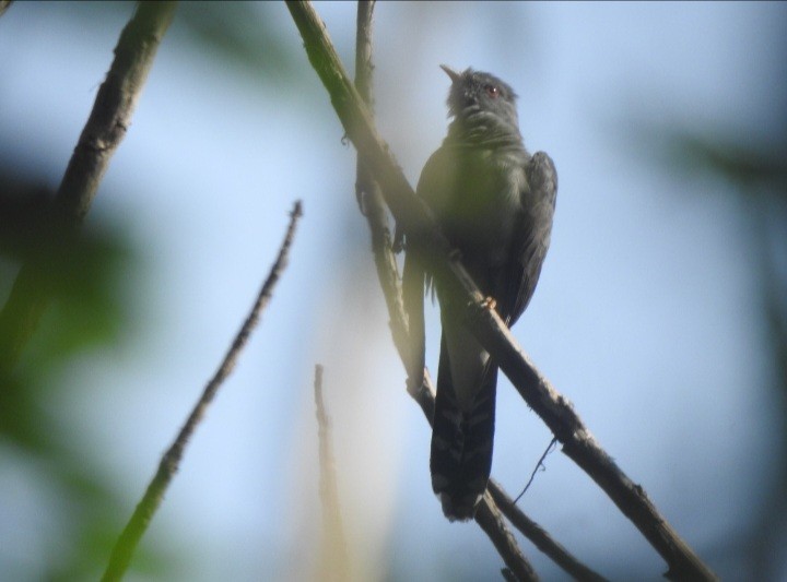 Gray-bellied Cuckoo - ML619330074