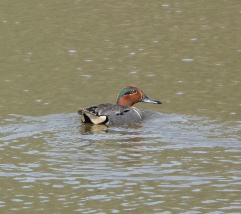 Green-winged Teal (American) - Justin Cook