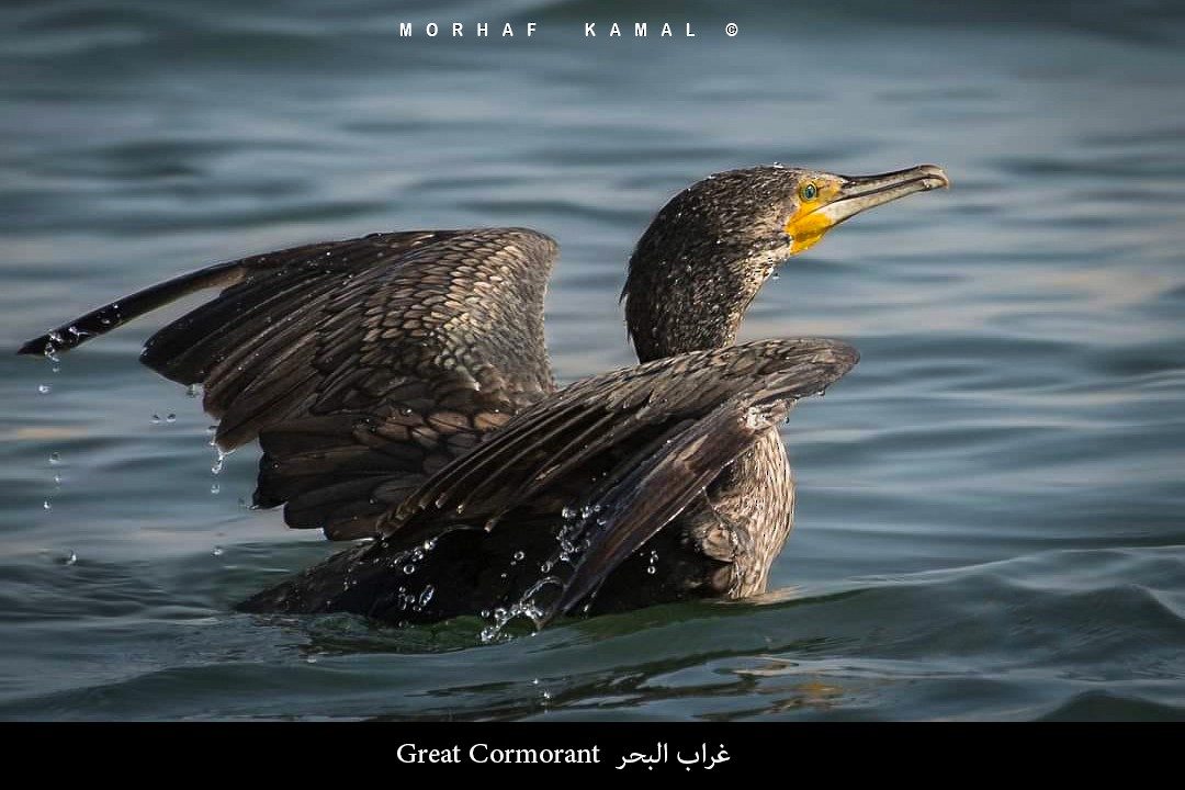 Great Cormorant - ML619330088