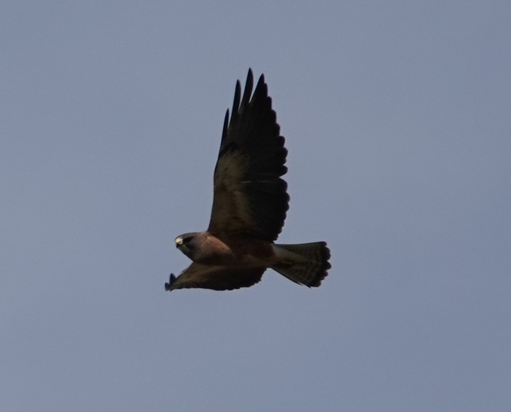 Swainson's Hawk - Justin Cook