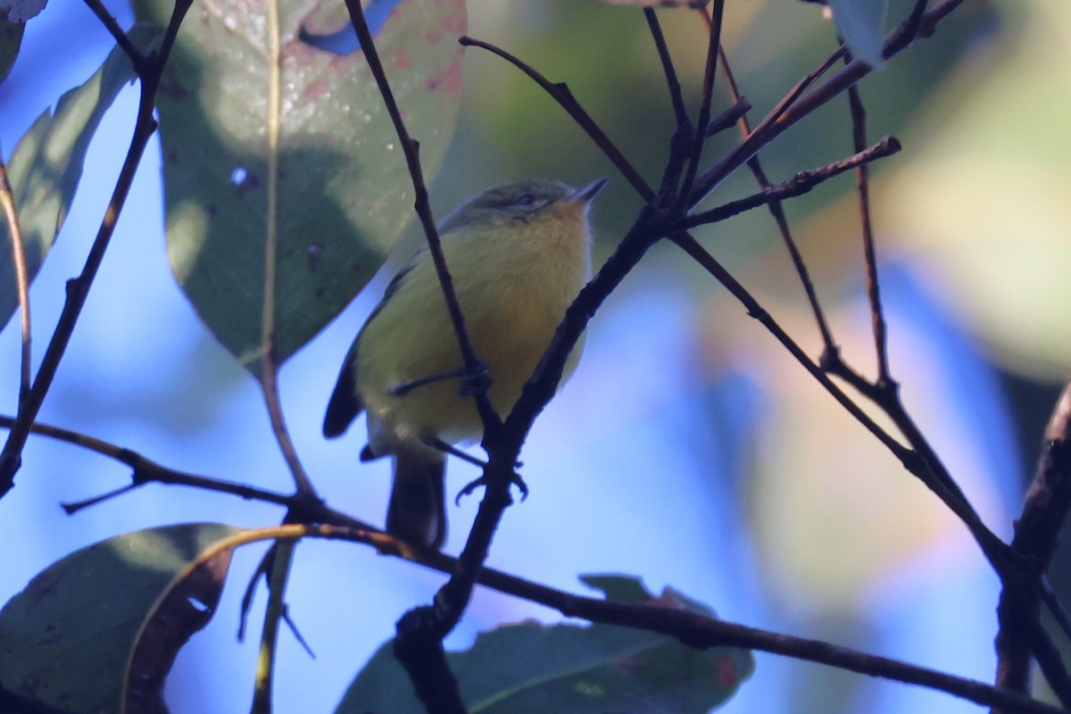 Yellow Thornbill - Bay Amelia Reeson