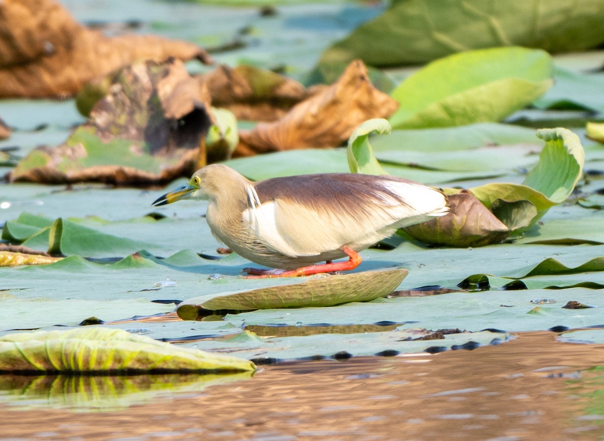 Indian Pond-Heron - Jagdish Jatiya