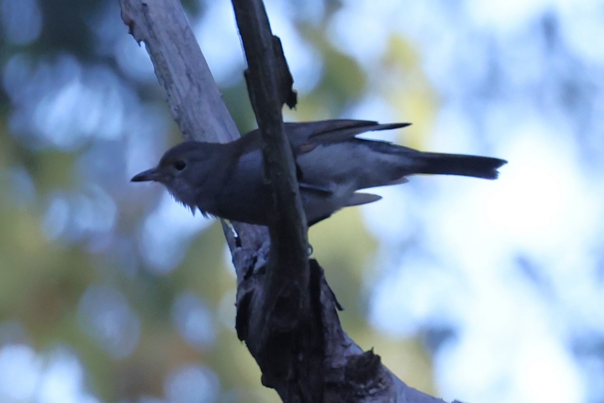 Gray Shrikethrush - ML619330102