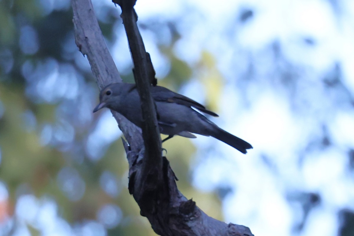 Gray Shrikethrush - ML619330103