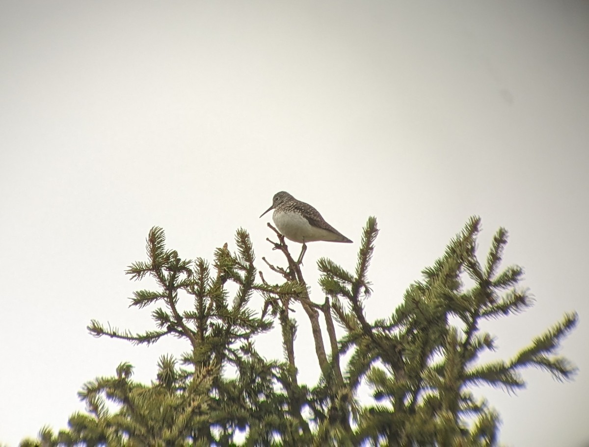 Solitary Sandpiper - ML619330105