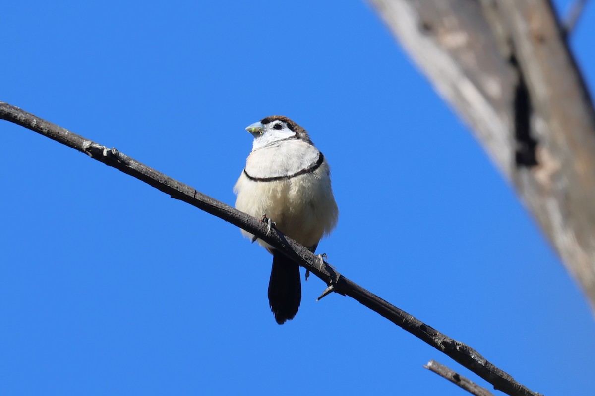 Double-barred Finch - Bay Amelia Reeson