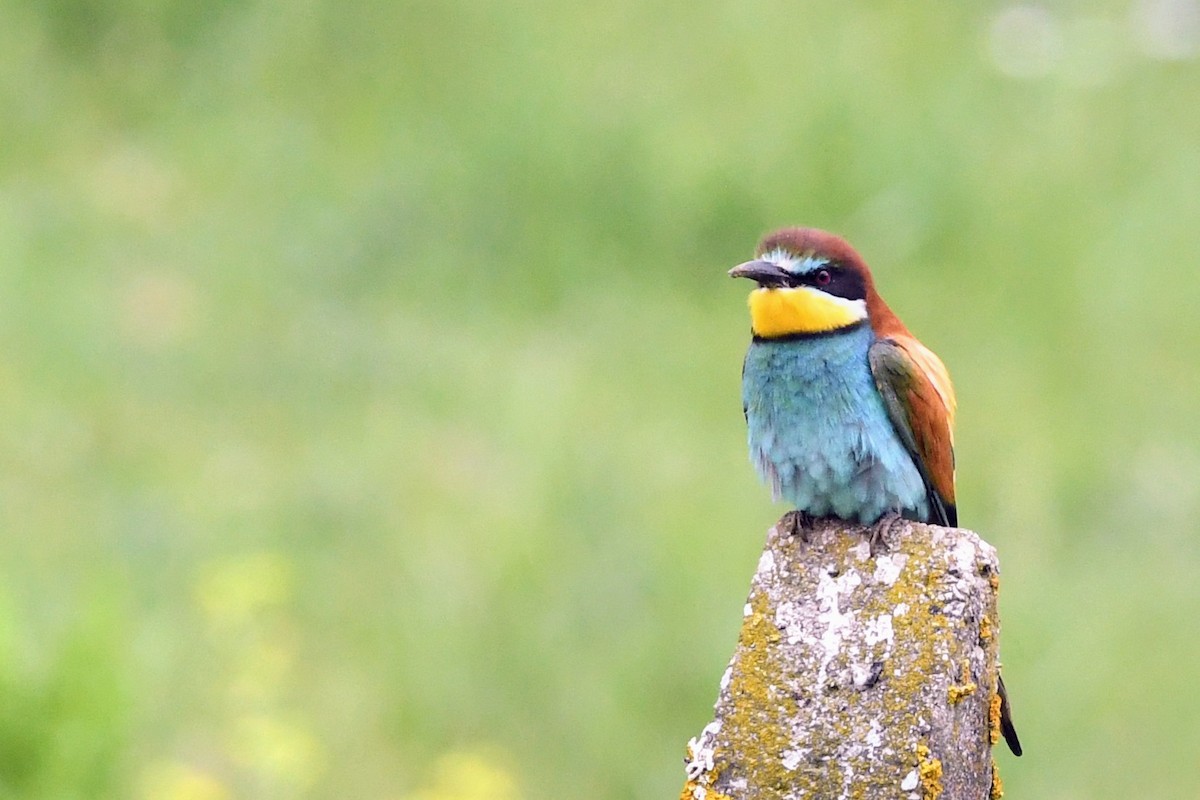 European Bee-eater - Hans Norelius