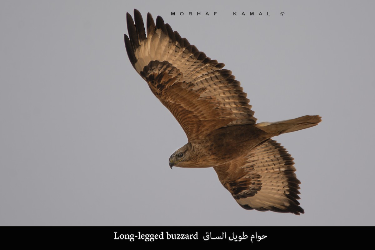 Long-legged Buzzard - Morhaf Kamal