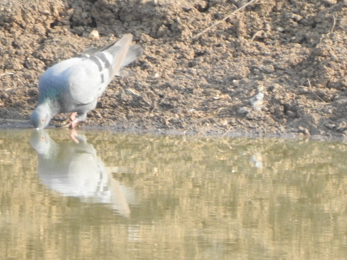 Rock Pigeon (Feral Pigeon) - Hemraj Patil