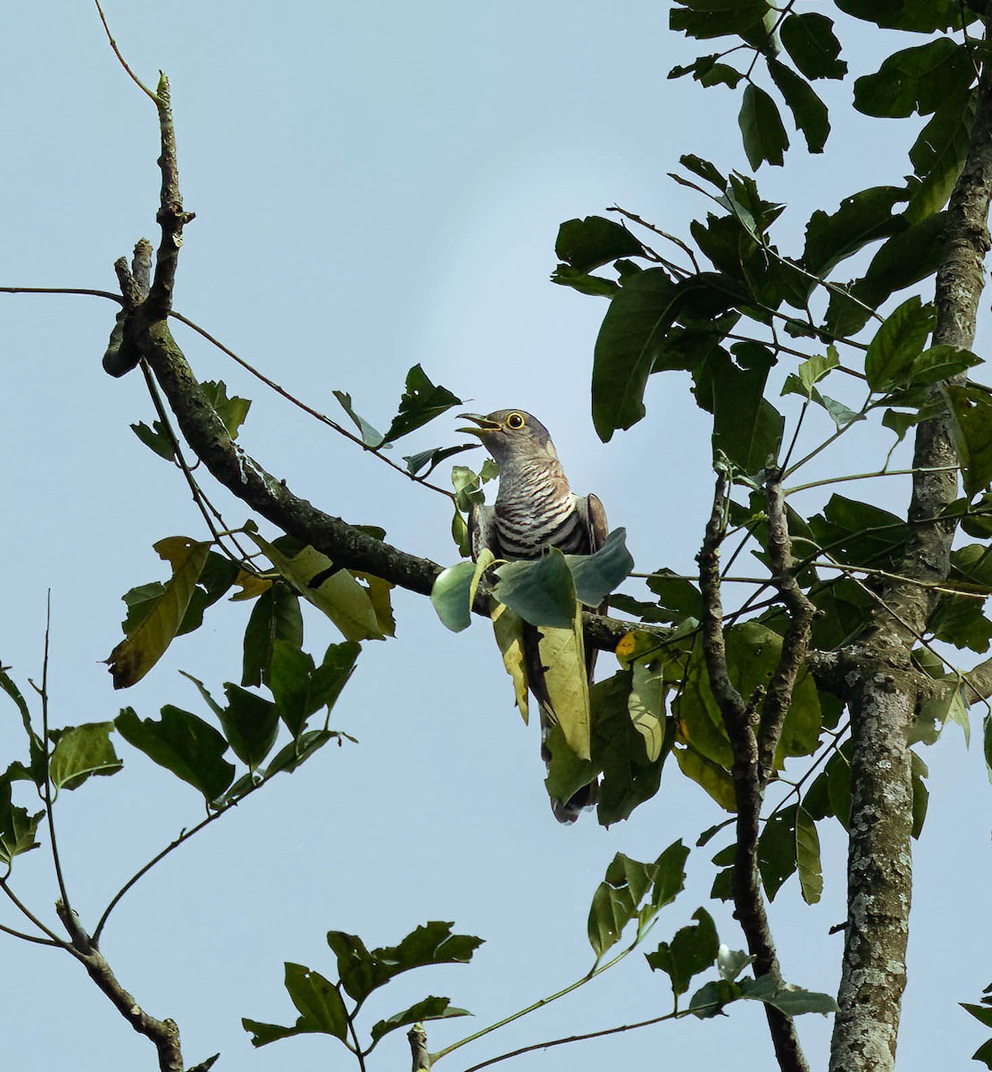 Indian Cuckoo - ML619330132