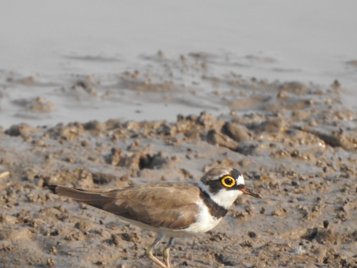 Little Ringed Plover - ML619330155