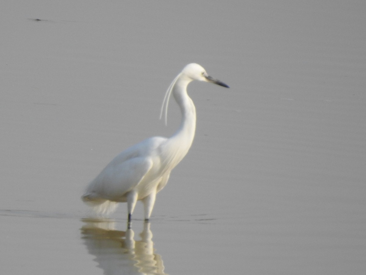 Little Egret - Hemraj Patil