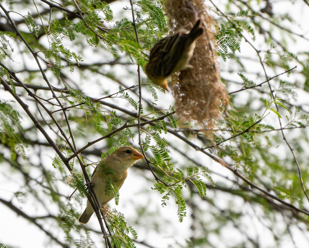 Baya Weaver - Jagdish Jatiya