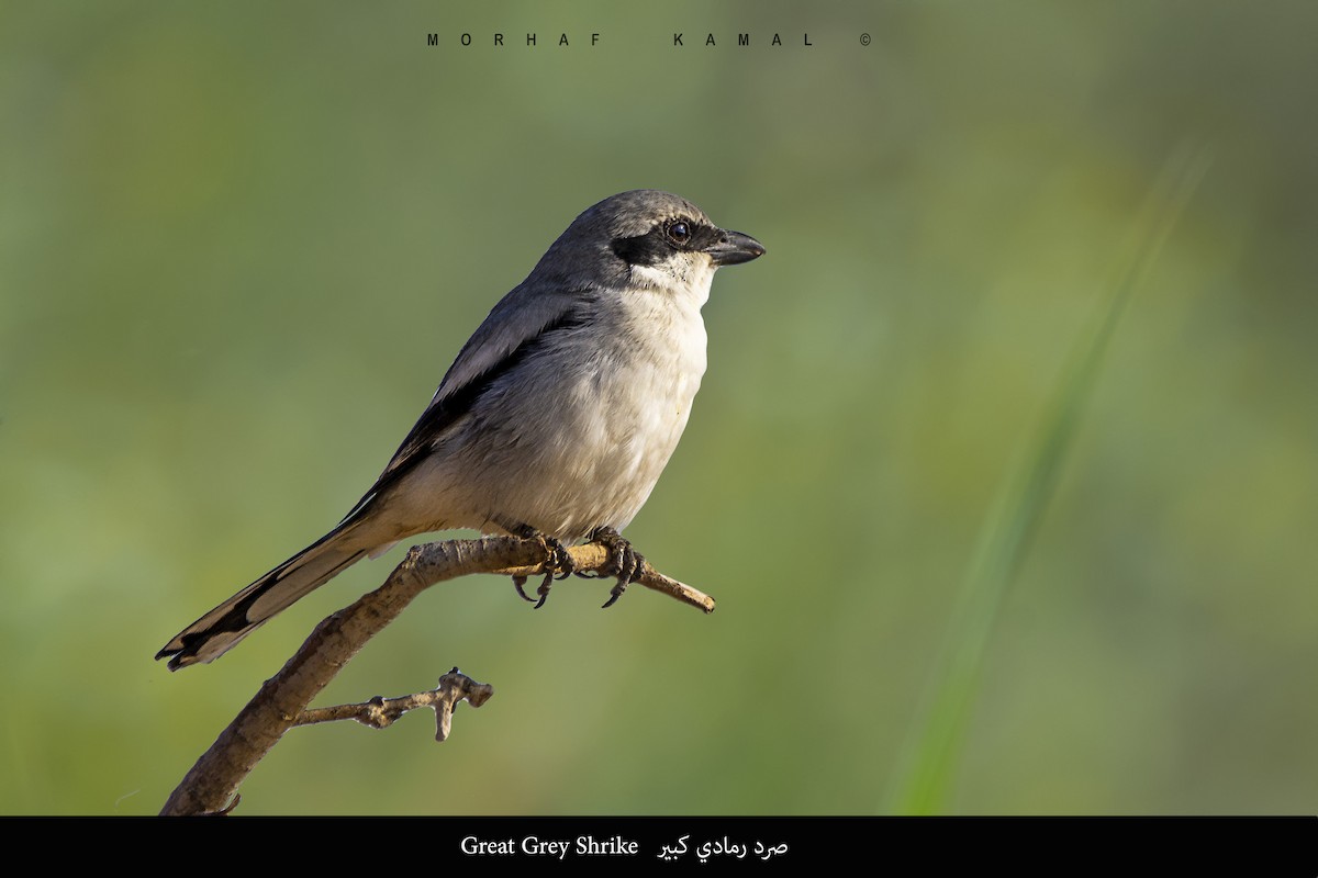 Great Gray Shrike - Morhaf Kamal