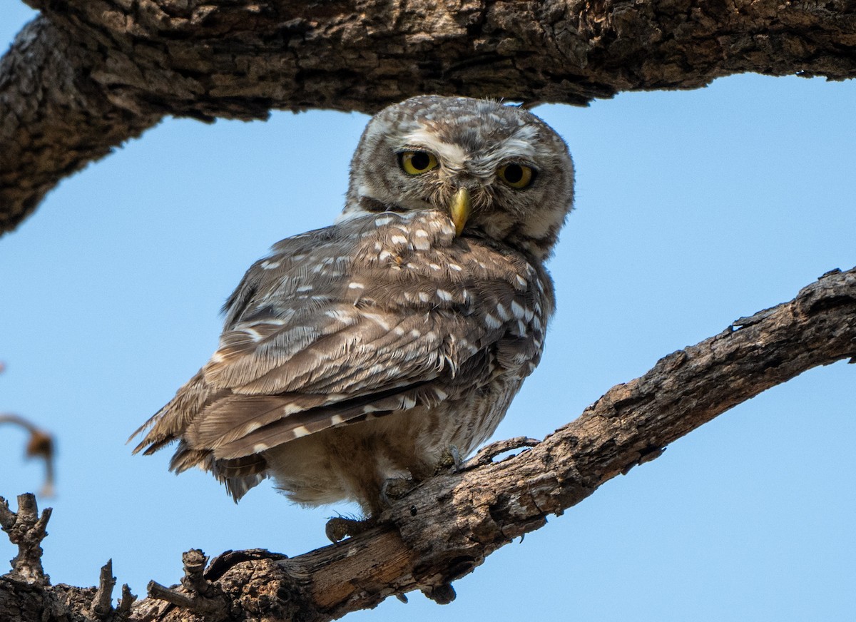 Spotted Owlet - Jagdish Jatiya