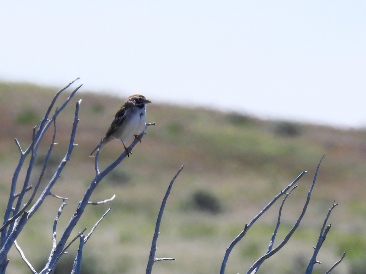 Lark Sparrow - ML619330201