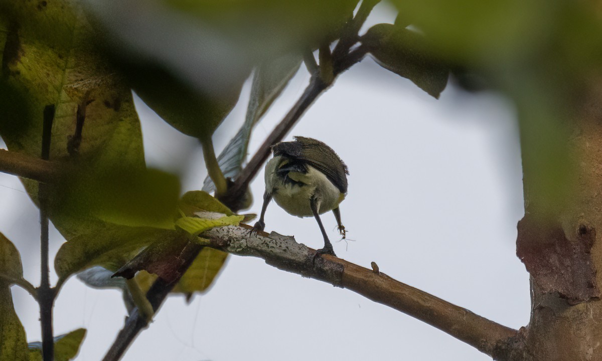 Handsome Sunbird - ML619330214