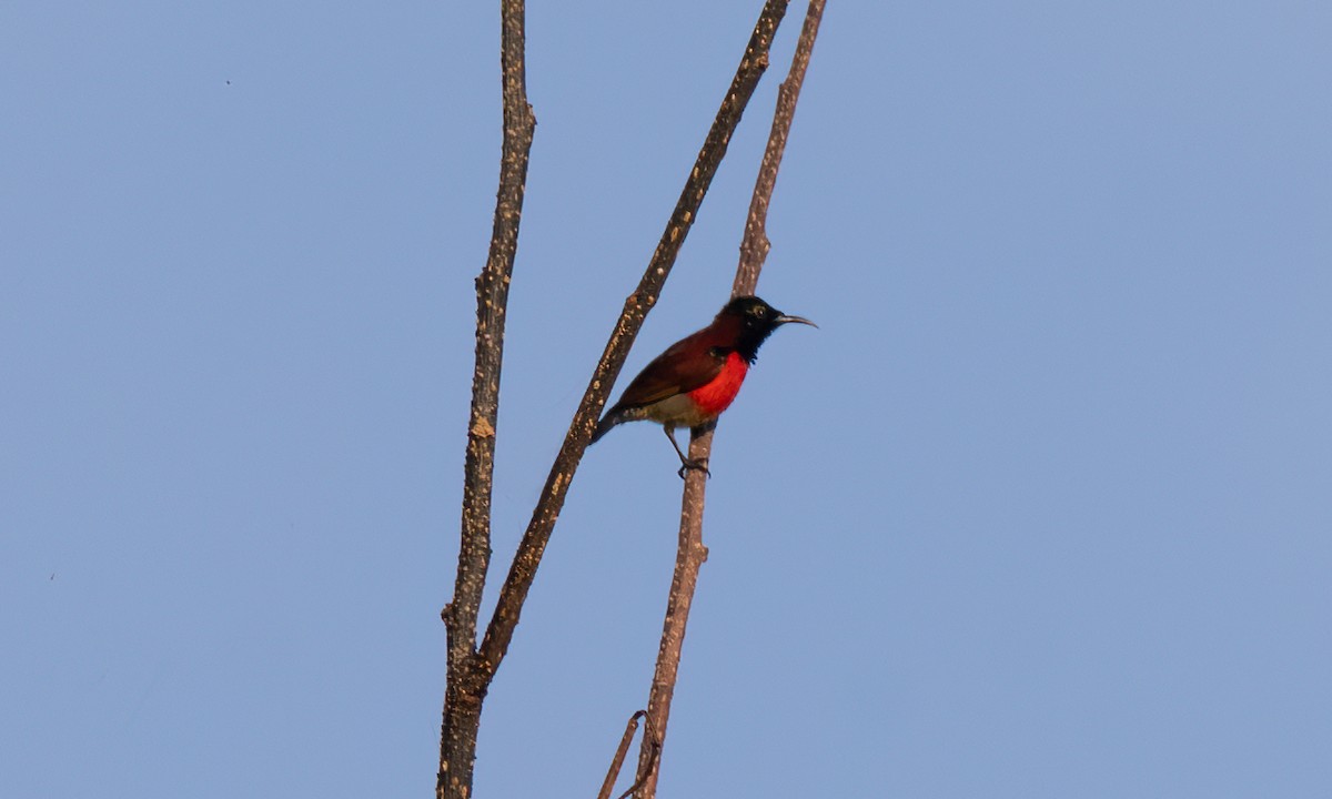 Purple-throated Sunbird - Koren Mitchell