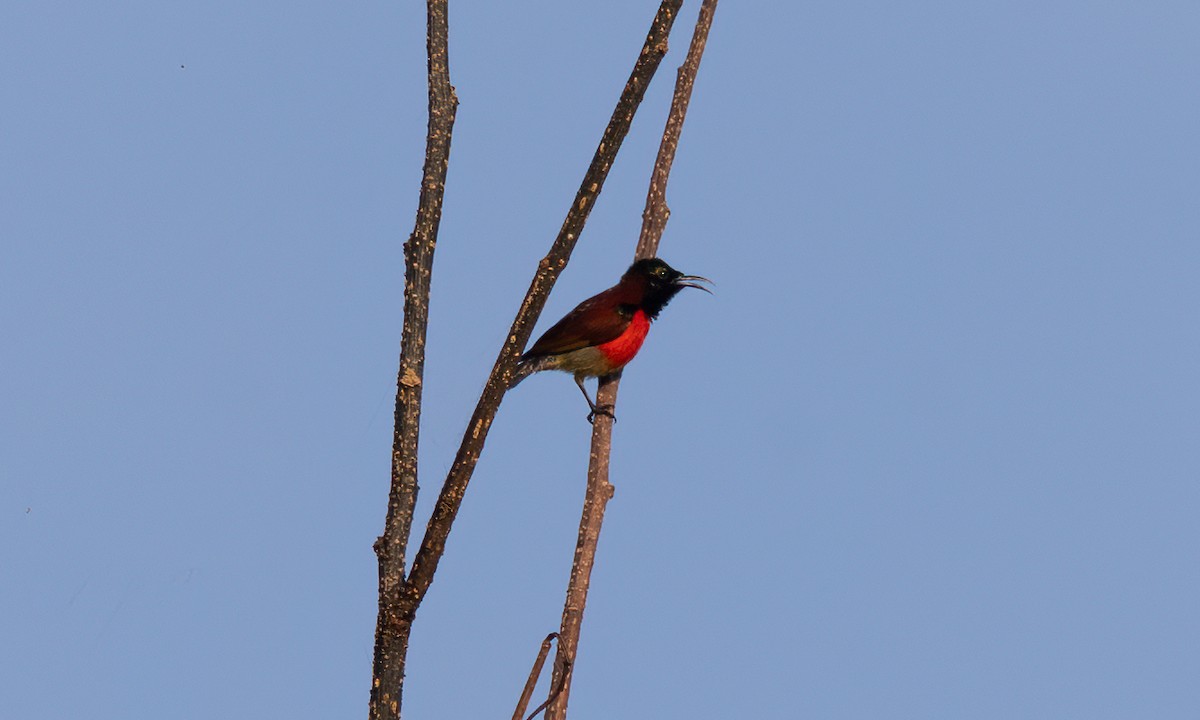 Purple-throated Sunbird - Koren Mitchell