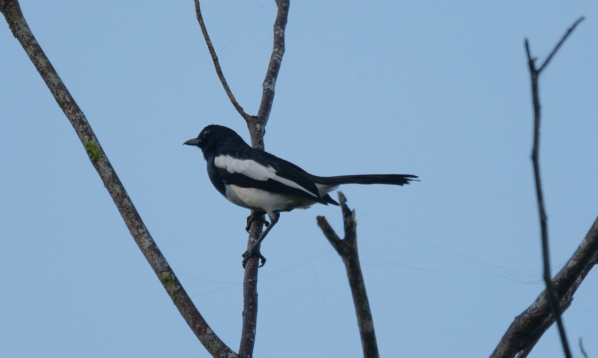 Philippine Magpie-Robin - Koren Mitchell