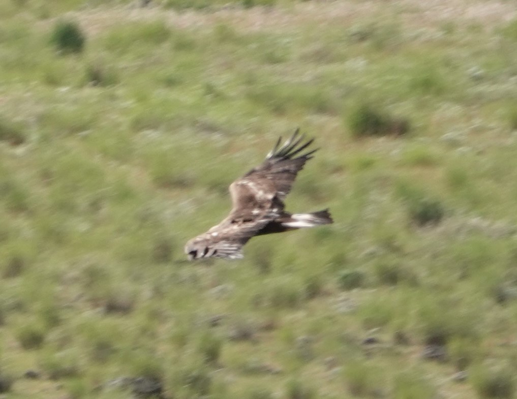 Golden Eagle - Justin Cook