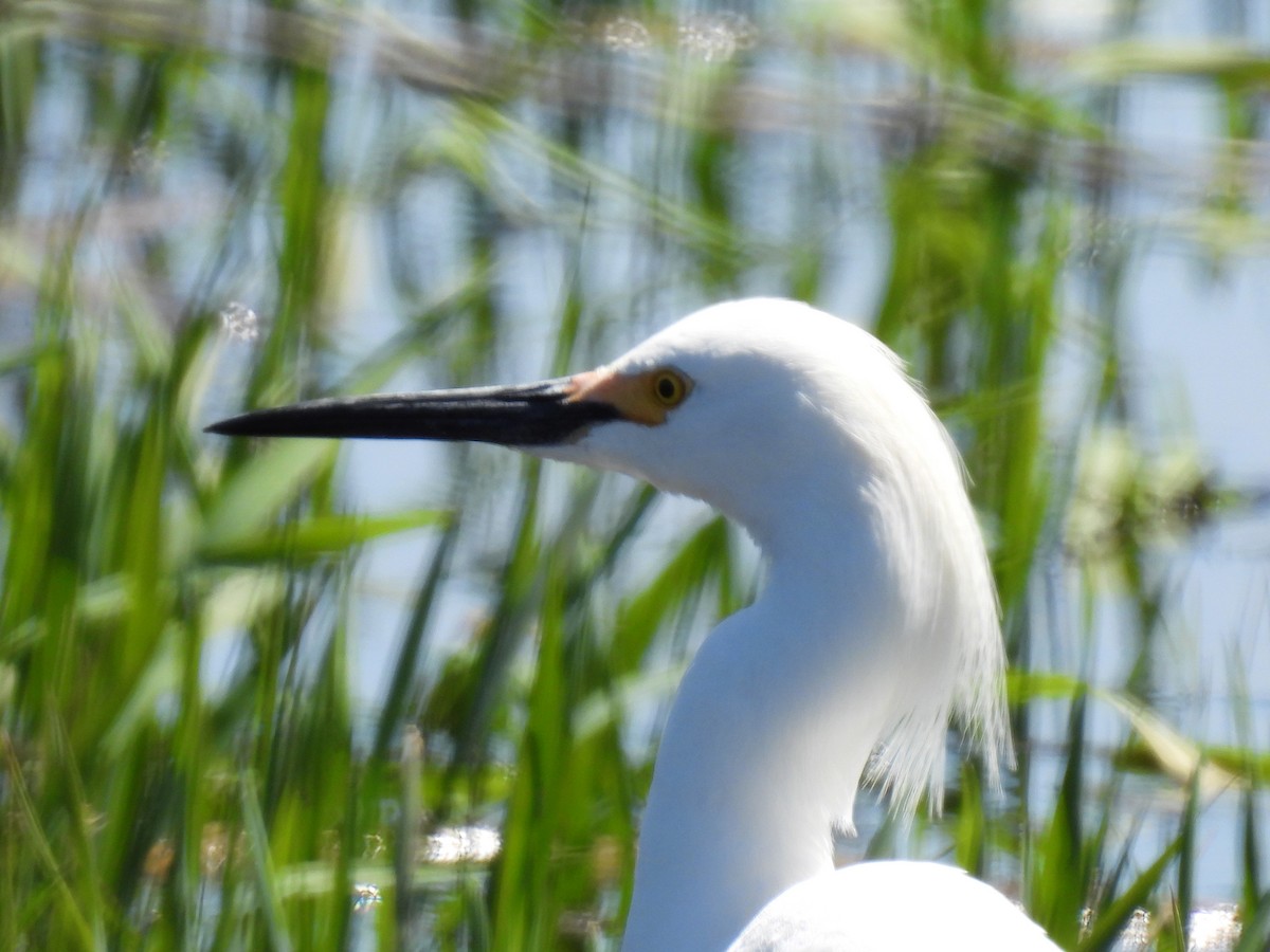 Snowy Egret - Tina Toth