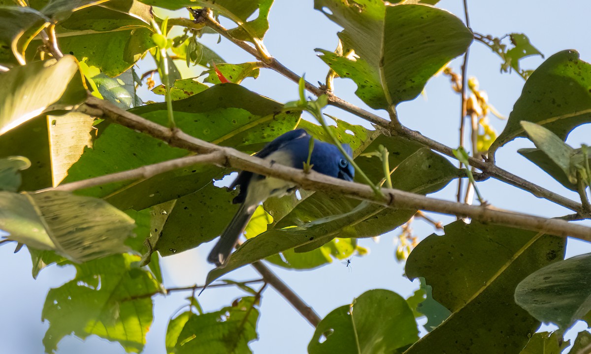 Short-crested Monarch - ML619330243